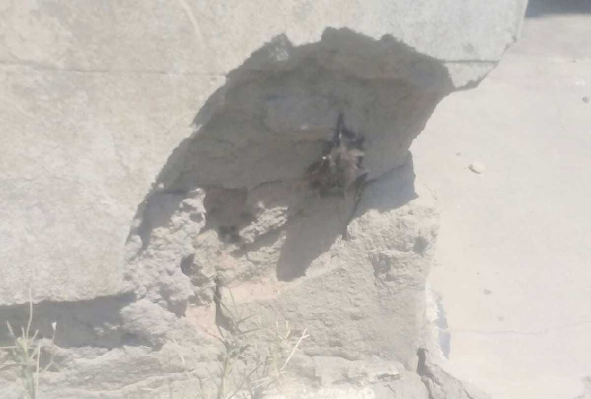 alert in villages of bangana una After bats found dead