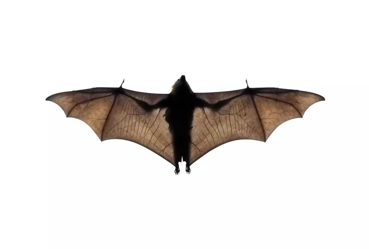 bat found dead In the courtyard of the house at sundernagar mandi