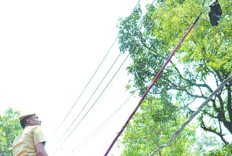 अब नाहन में मिला मृत चमगादड़, करेंट से मौत