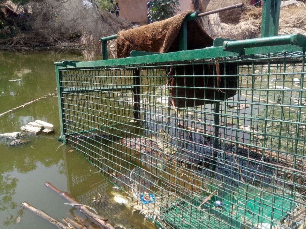 agra crocodile caught in the pond
