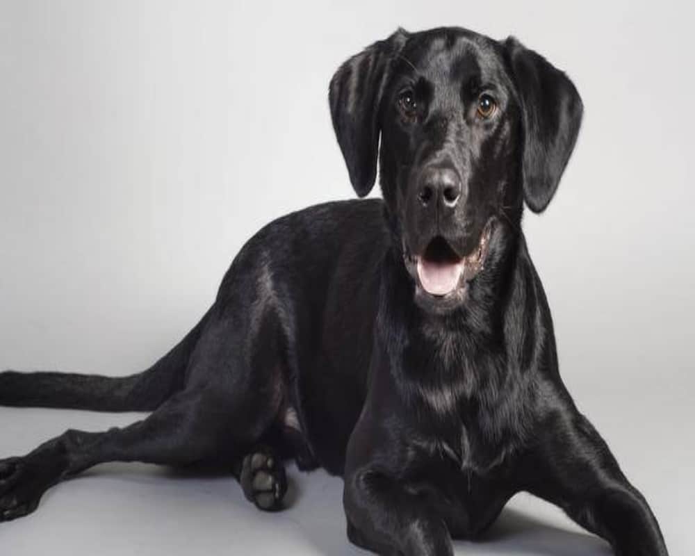Know which pet would bring you good luck and money according to Vastu Shastra and feng shui