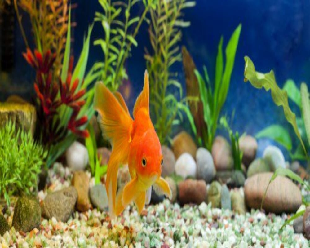 feng shui vastu tips how fish aquarium keep house for luck
