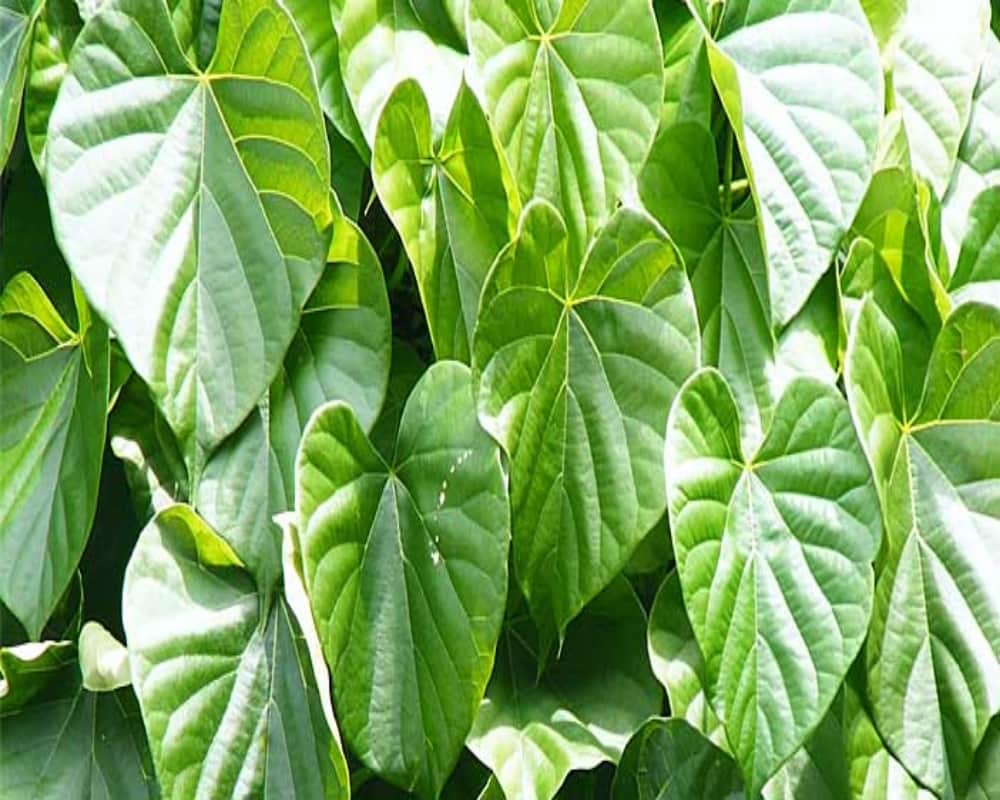immunity booster giloy amazing benefits to cure other diseases