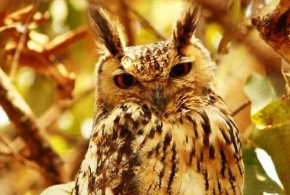 Six species of rare owl found in rahman khera lucknow 