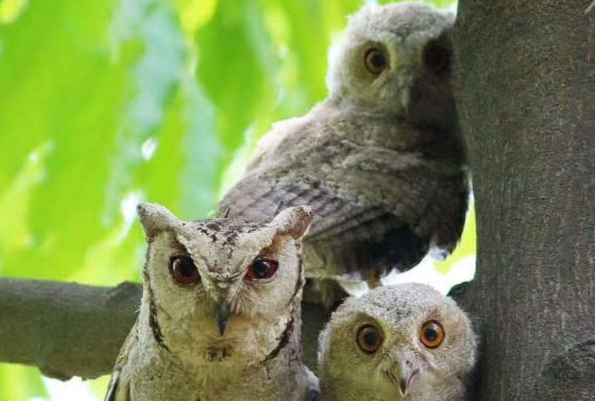 Six species of rare owl found in rahman khera lucknow 