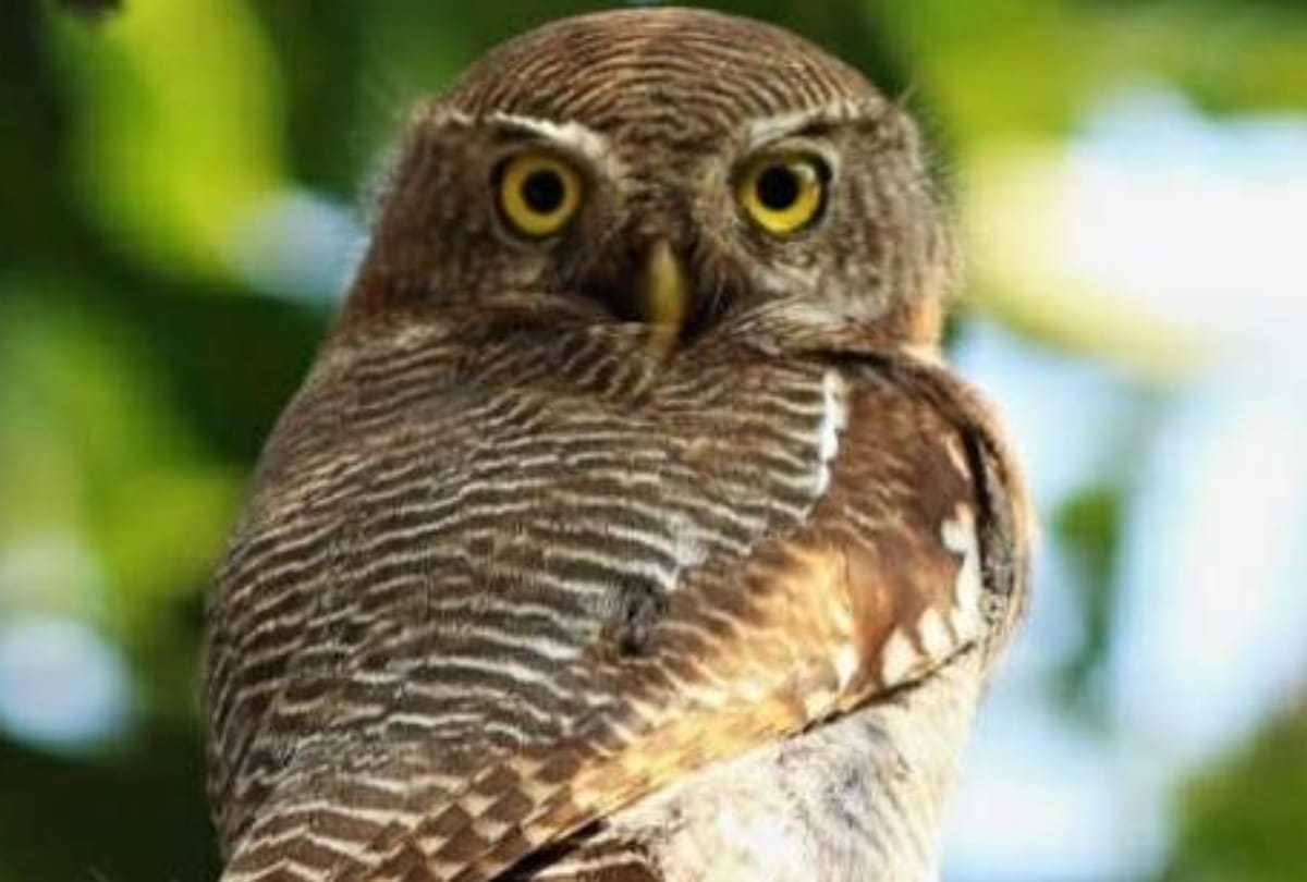 Six species of rare owl found in rahman khera lucknow 