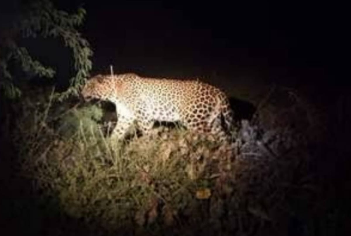 Leopard on road captured in camera