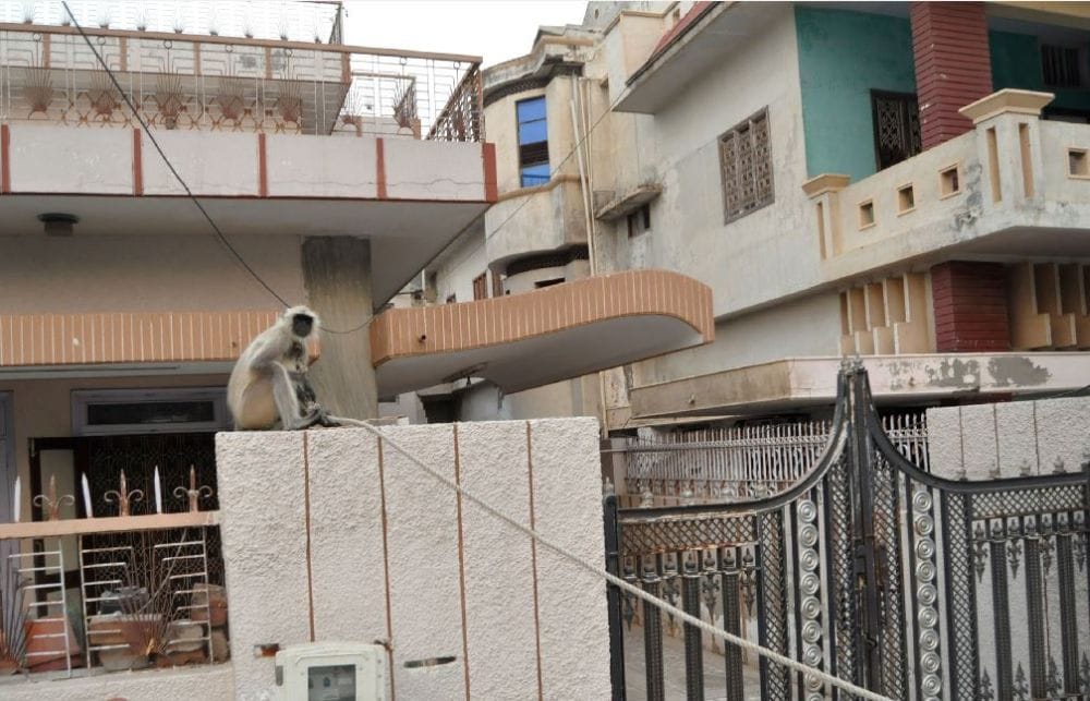  Financial burden on people due to monkeys in Agra