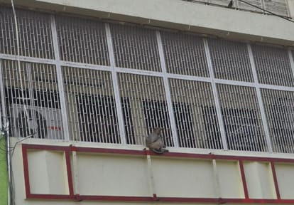  Financial burden on people due to monkeys in Agra