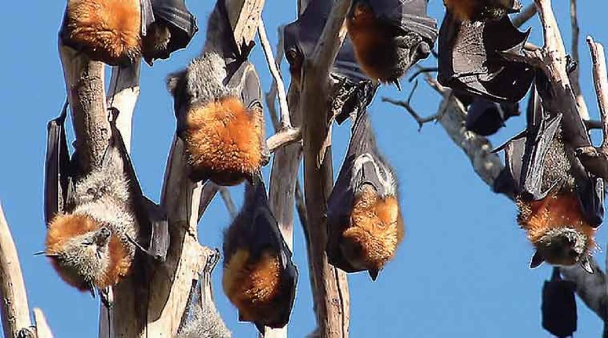 nipah virus can attack on uttarakhand