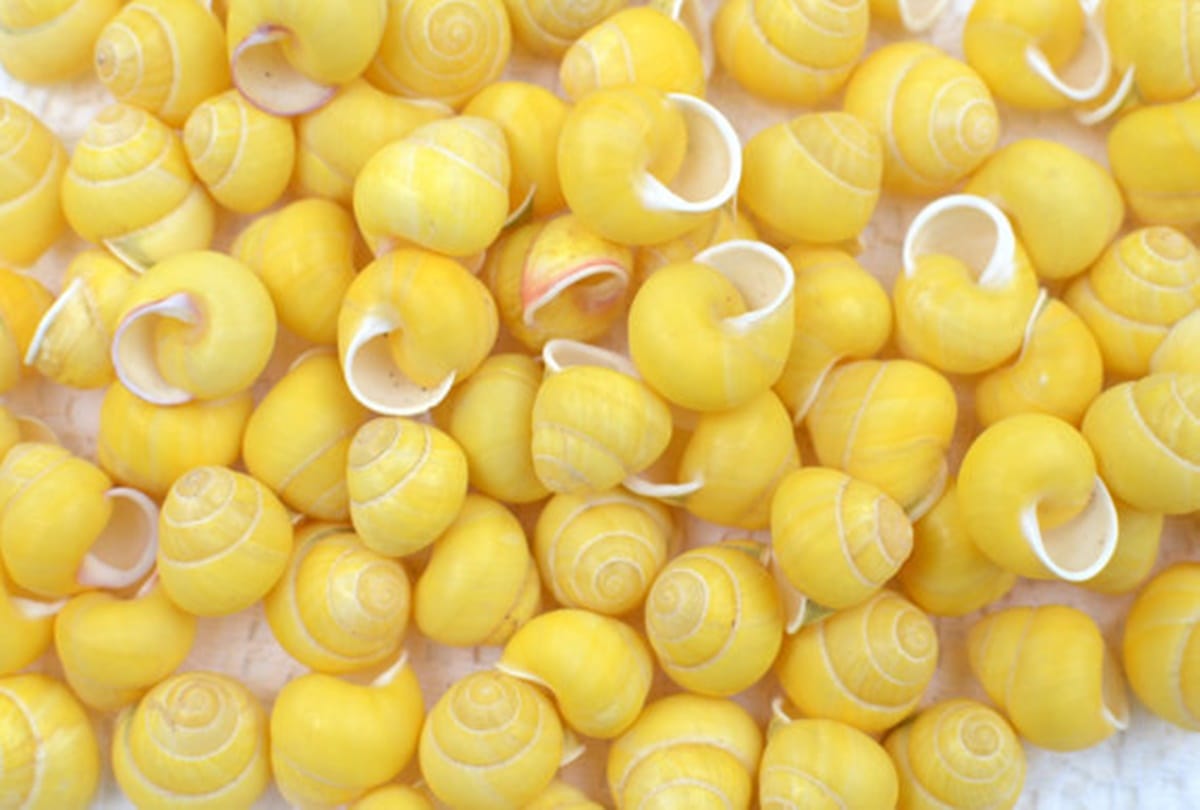 Keep these things at your home to please goddess Laxmi 