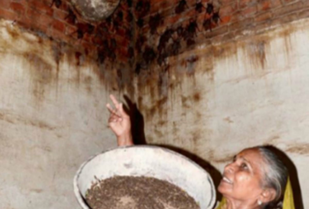 unafraid from NIpah Virus this gujarat women lives with group of 400 bats in Rajpur village