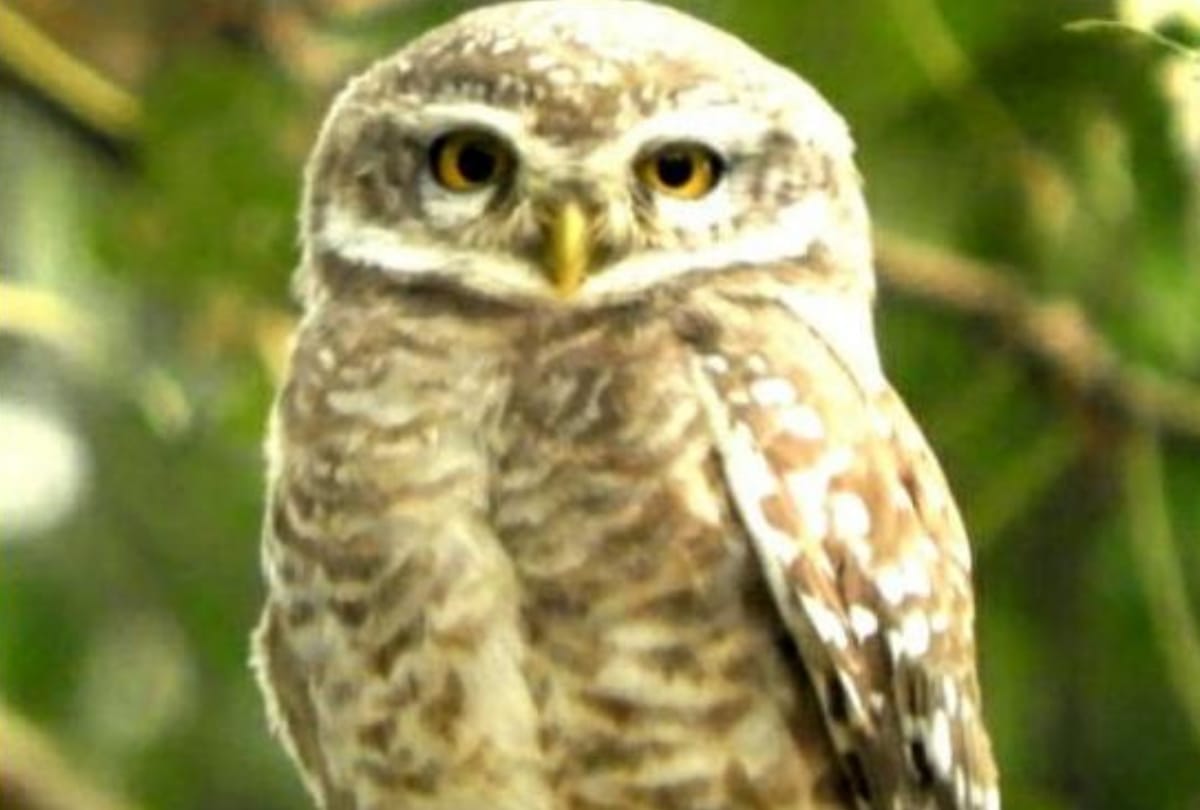 Six species of rare owl found in rahman khera lucknow 