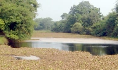 Water from Sugar mill becoming havoc for plants and insects