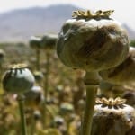 Opium