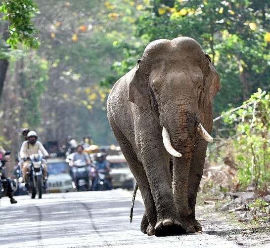 	डेढ दांत के  टस्कर ने रोका ट्रैफिक