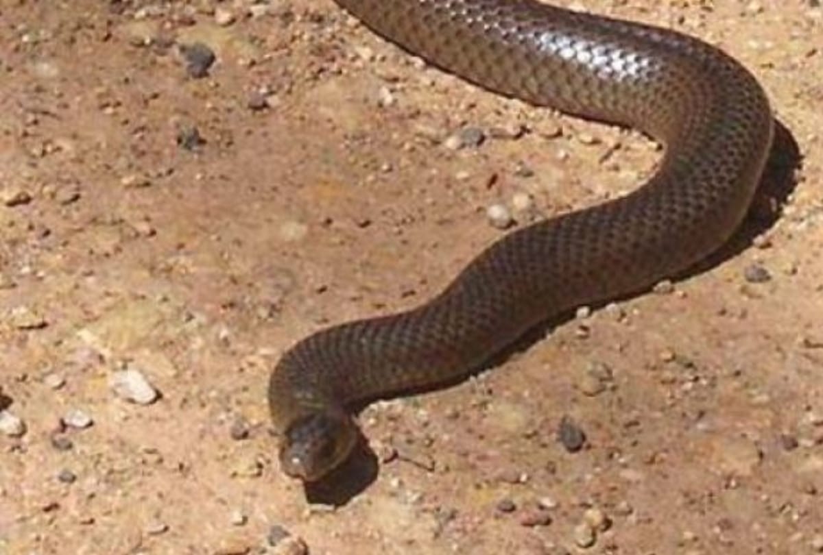 mother breastfeed her 3 year old girl both of them died as snake has bitten her