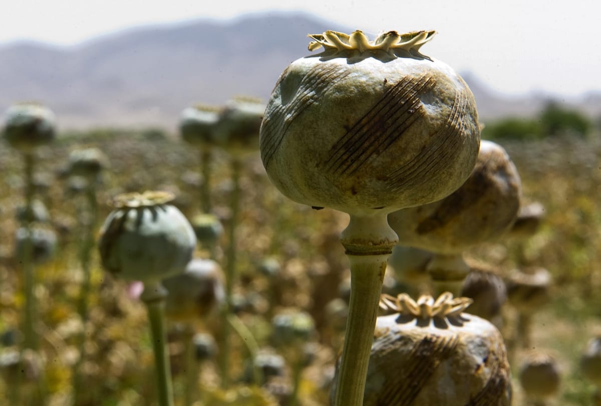 One crore value seven kilograms of opium caught in Shimla, accused arrested