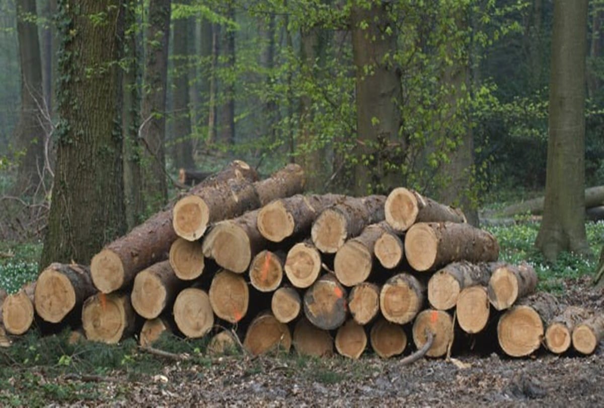 uttarakhand news: bageshwar women wrapped Tree for save them