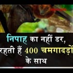 nipah case: an old woman lives with bat in gujrat