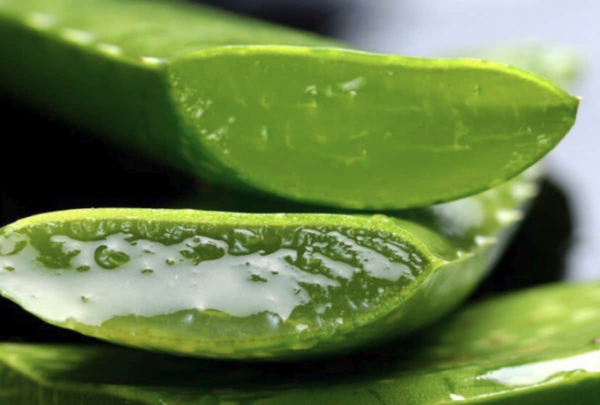 Hair Care Tips how to use aloevera in hair care