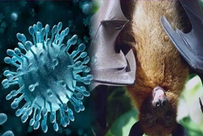Be careful, alert issued for nipah virus in kanpur 