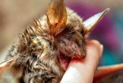 Be careful, alert issued for nipah virus in kanpur 