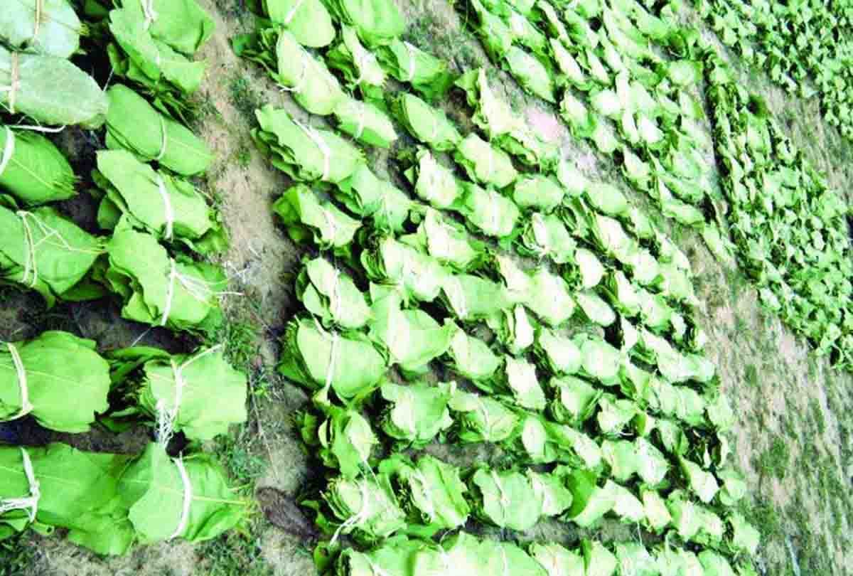 Dacoit Gauri demands 50 thousand instead of tendu leaves