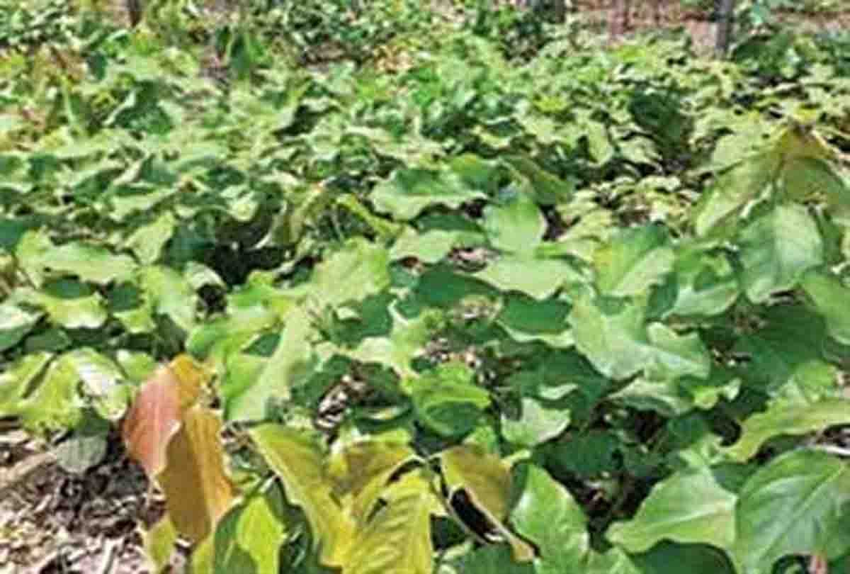 Dacoit Gauri demands 50 thousand instead of tendu leaves