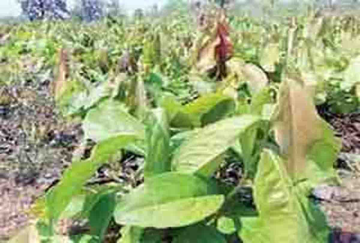 Dacoit Gauri demands 50 thousand instead of tendu leaves