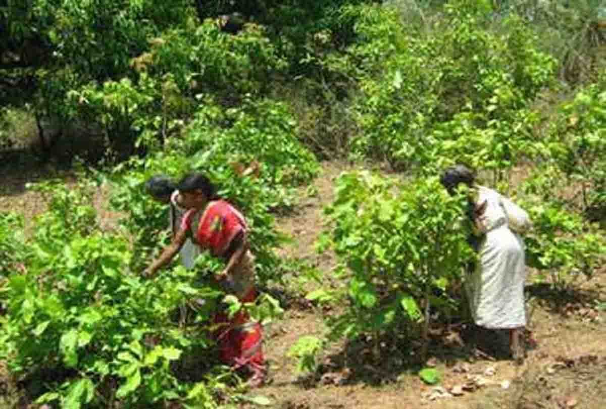 Dacoit Gauri demands 50 thousand instead of tendu leaves