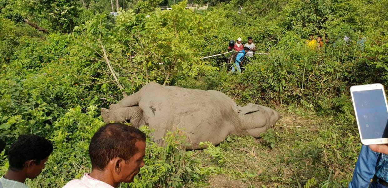 Elephant killed during enter in populated area cross Security wall in khatima