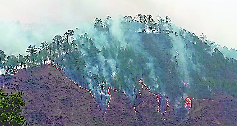 cigarette blows fire in the forest