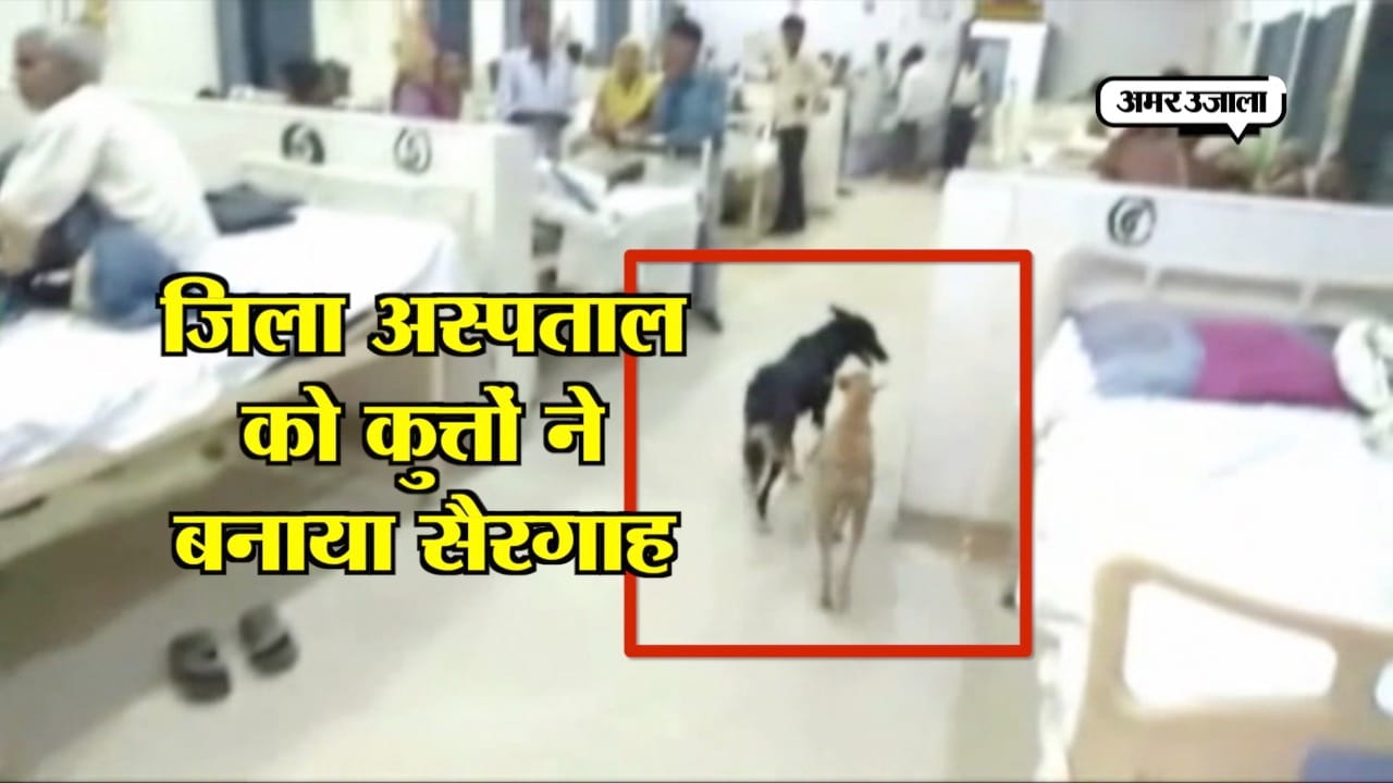 HARDOI DOG