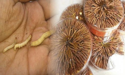  uttarakhand topper collect priceless rare kirajari for earn money to study