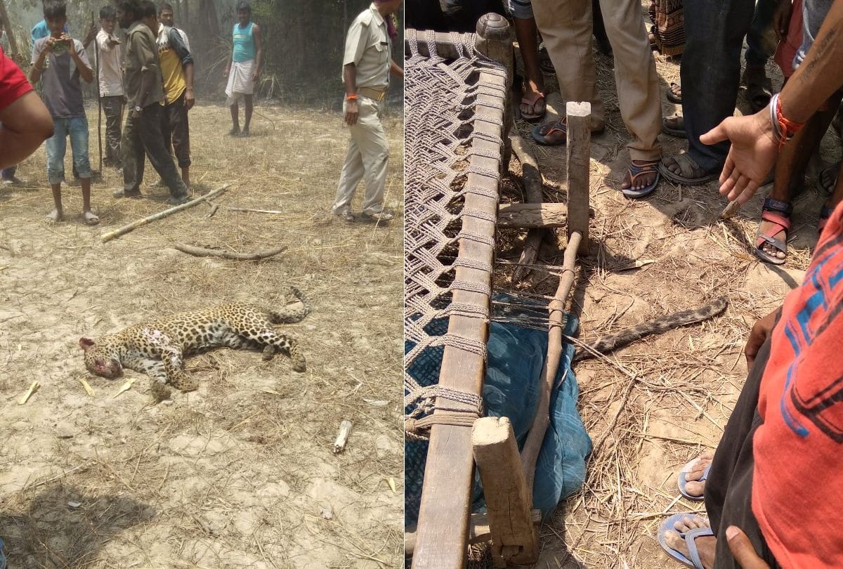 villagers killed leopard and then burn it in bahraich