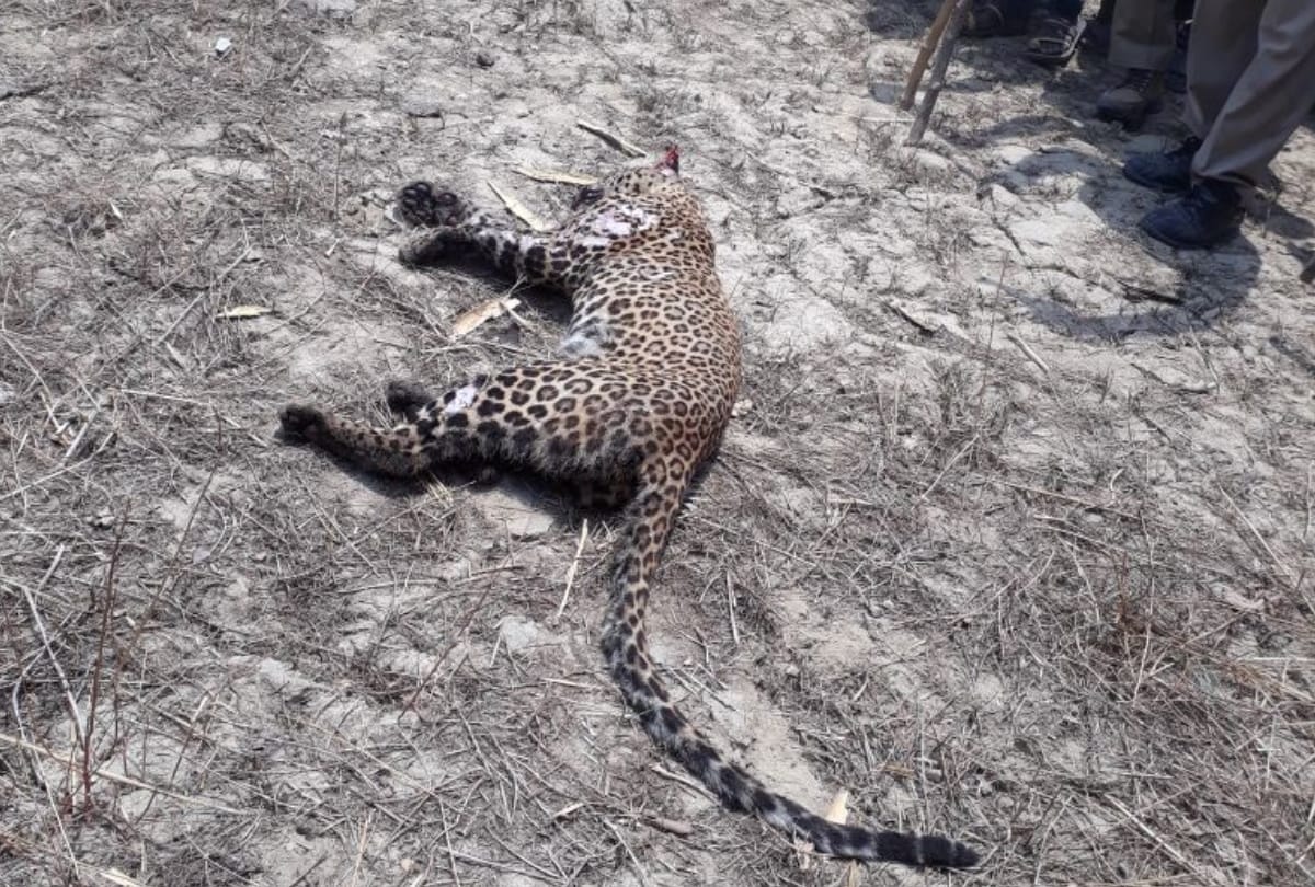 villagers killed leopard and then burn it in bahraich
