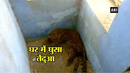 Wounded leopard enters residential area in hapur forest department started treatment