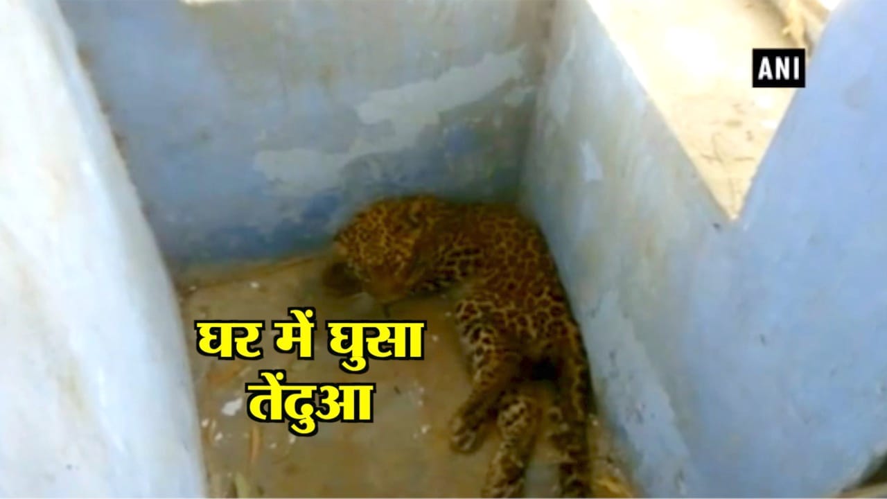 तेंदुआ 