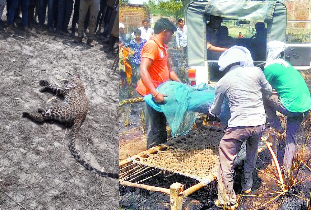 villagers killed leopard and then burn it in bahraich