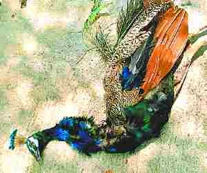 Peacock dies of electric shock