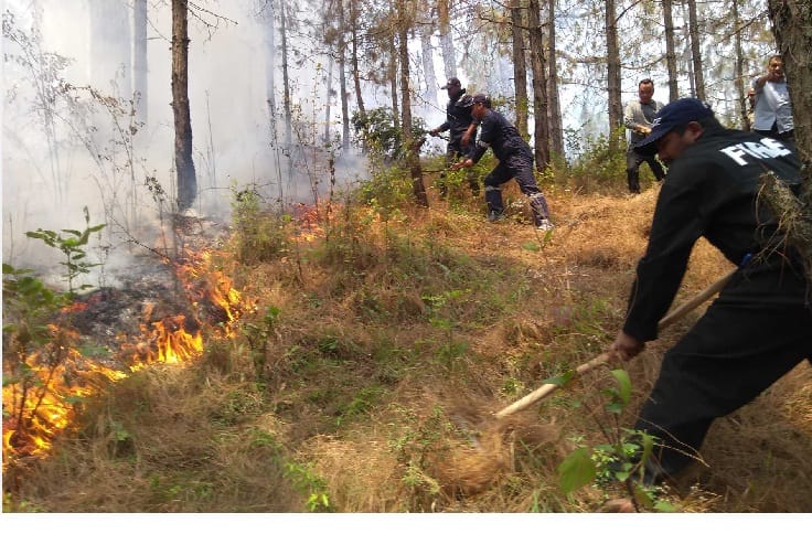 Fire in the forest near the DM house, stirred