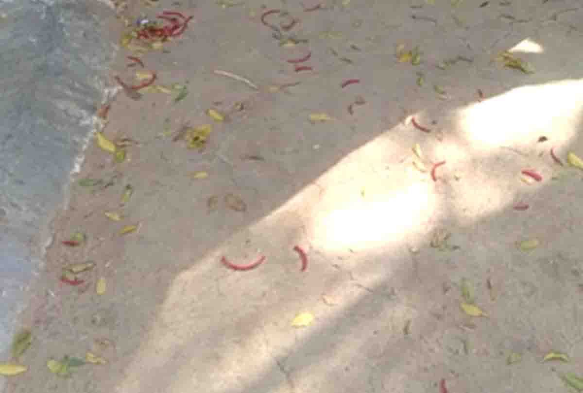 burnt young woman alive crossed limitations of cruelty
