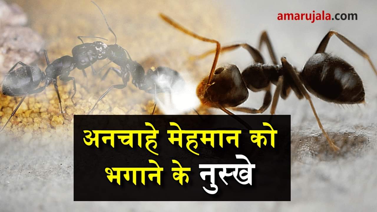   how to get rid from ants