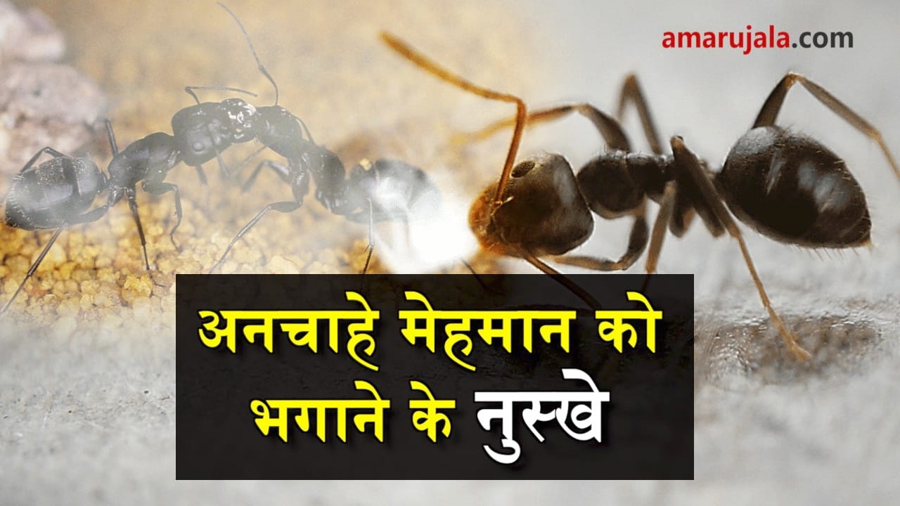   how to get rid from ants