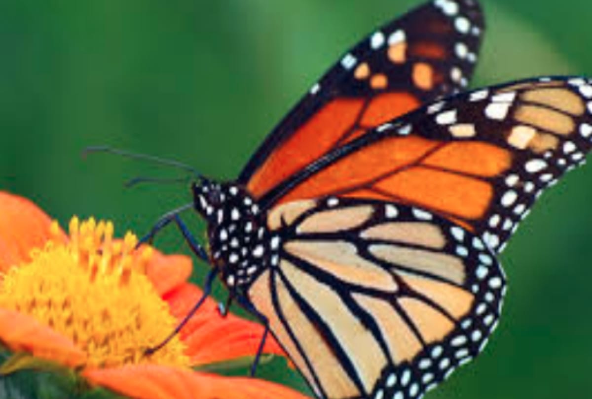 Butterflies will be counted in Jammu and Kashmir too