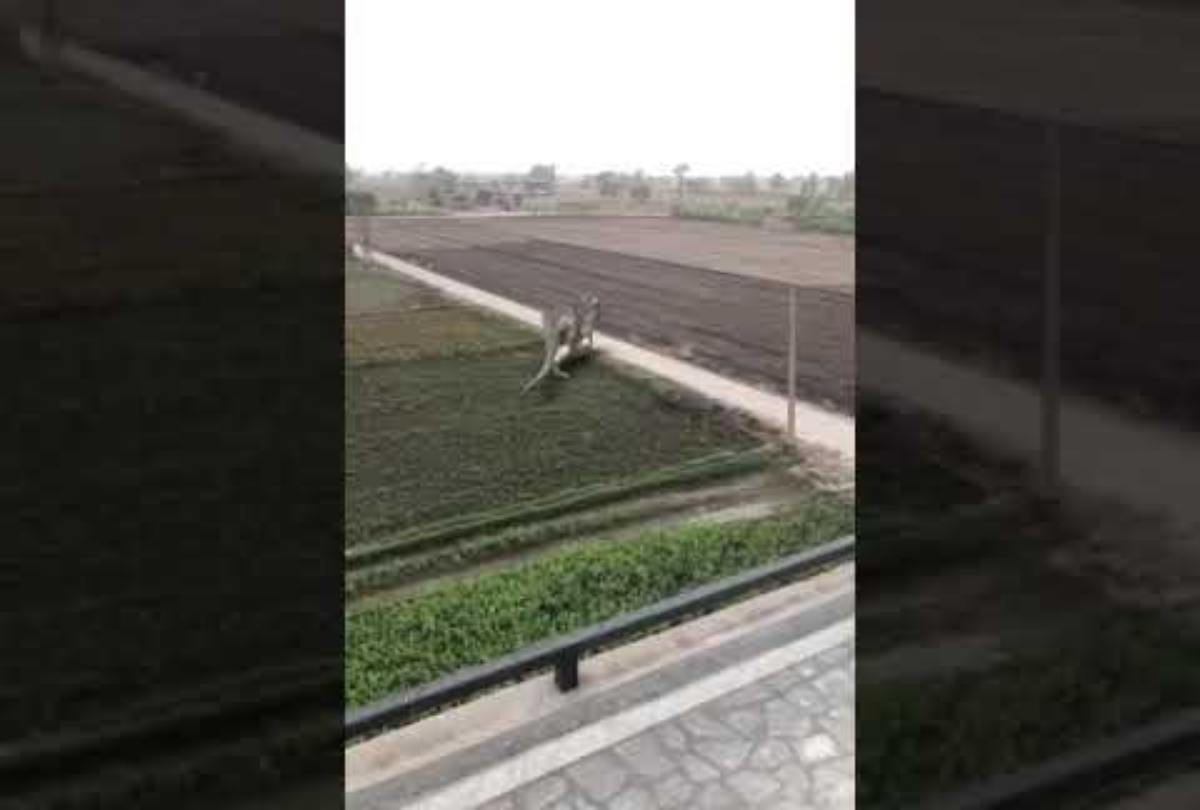 video being viral of a dinosaur seen in rajasthan 