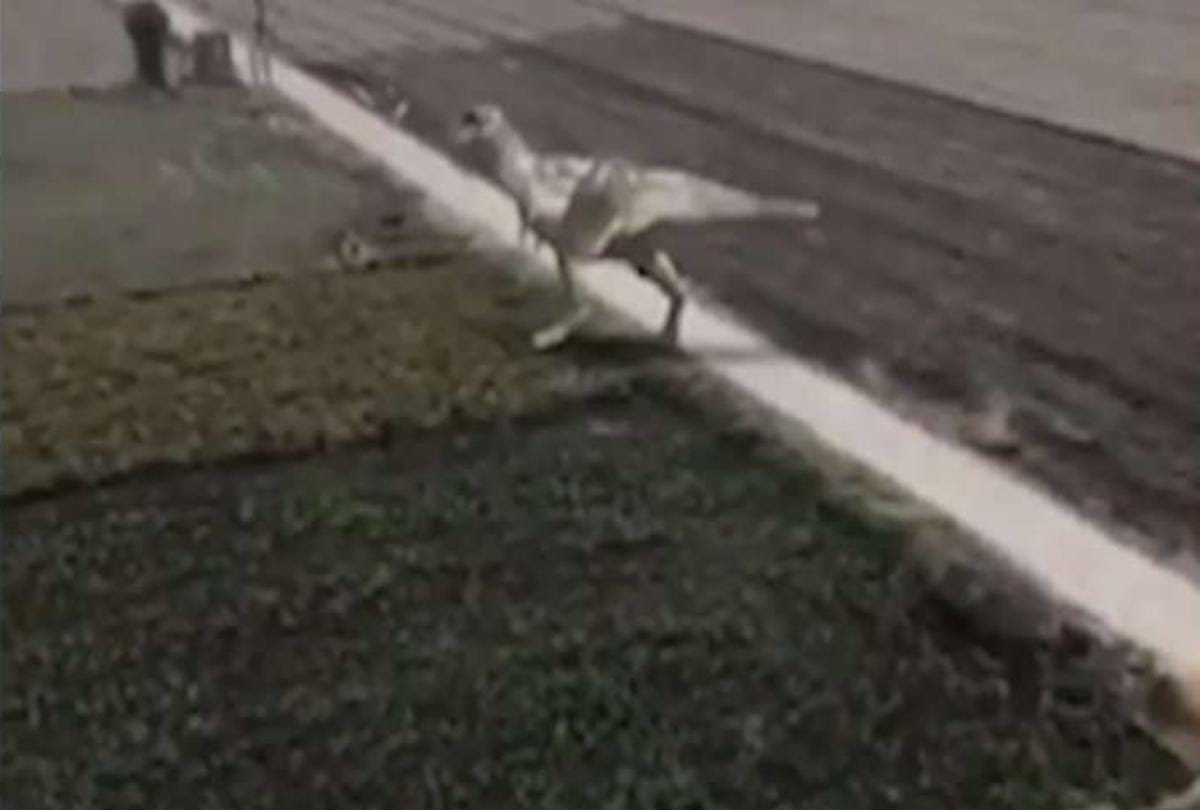 video being viral of a dinosaur seen in rajasthan 