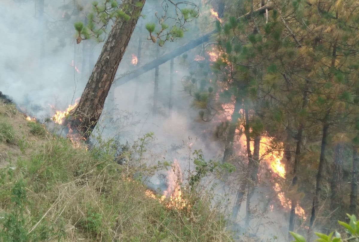 world bank appreciate himachal pradesh efforts to douse fire of forests