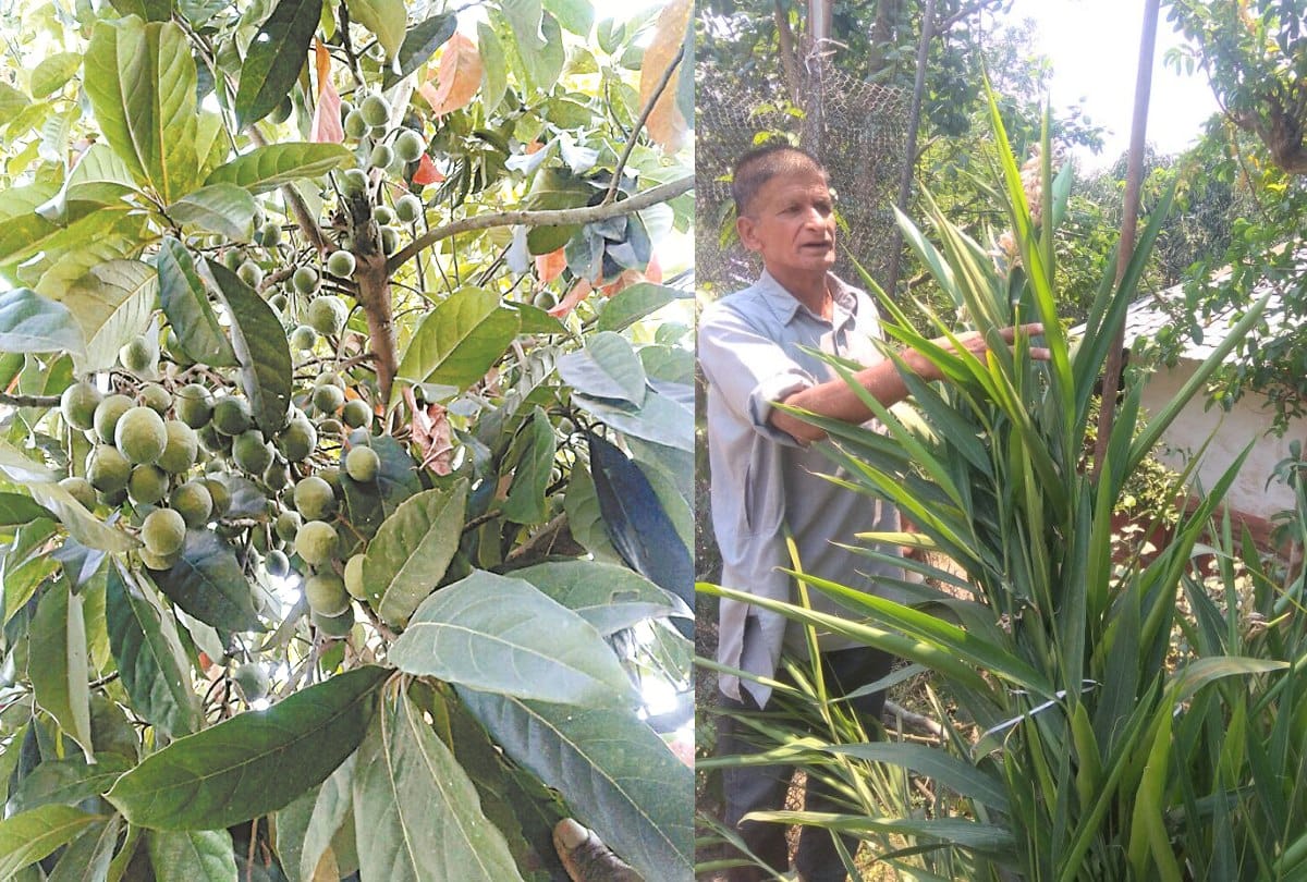 Hamirpur farmer kashmir singh story farming of foreign plans